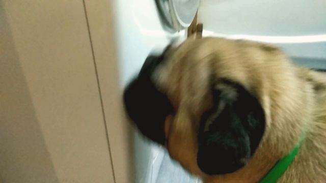 Мопс облизывает стиральную машинку (Pug licks the washing machine) смотреть онлайн