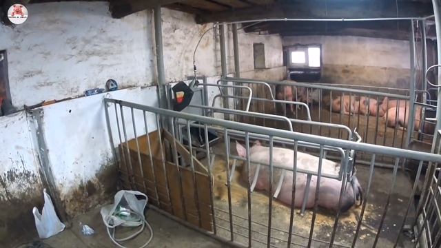 Доделываем клетку для опороса, ?домик для поросят. Готовимся к первому опоросу в станке ?. #343 смотреть онлайн