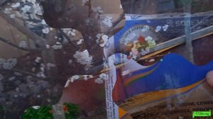 Обработка абрикоса по цвету Хорусом от монилиоза, Астрахань 2022г.