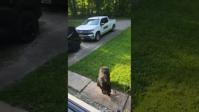 Видео,приколы,юмор,смех смотреть онлайн