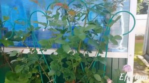 Роза плетистая Индиголетта.