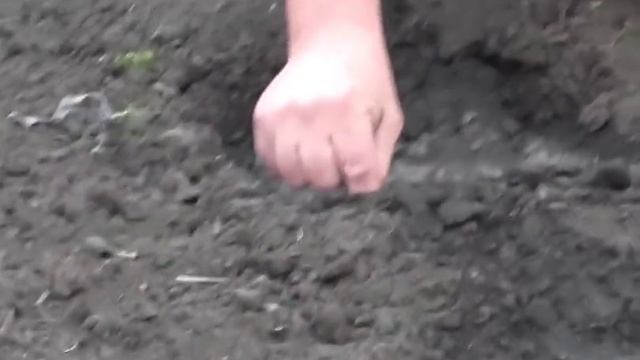 Посадка кукурузы на даче. Кукуруза в огороде смотреть онлайн