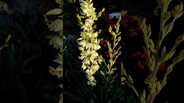 Юкка нитчатая то цветет, то не цветет смотреть онлайн