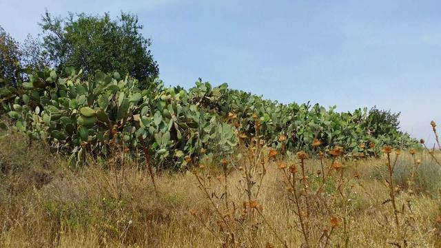 Кактусы у Гильбоа смотреть онлайн