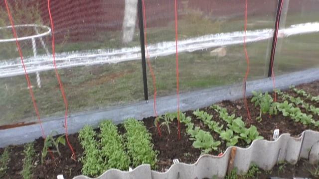 ЛУЧШАЯ ПОДВЯЗКА ПОМИДОР! смотреть онлайн