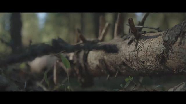 Canon 600d RAW Video смотреть онлайн