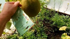 Очень Вкусная Дыня Сорта «МЕДОВЫЙ СПАС» Выращенная в ТЕПЛИЦЕ!!!  23 августа 2021г.