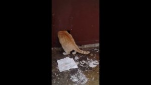 Май подкрался незаметно, а жопа залезает в дом.