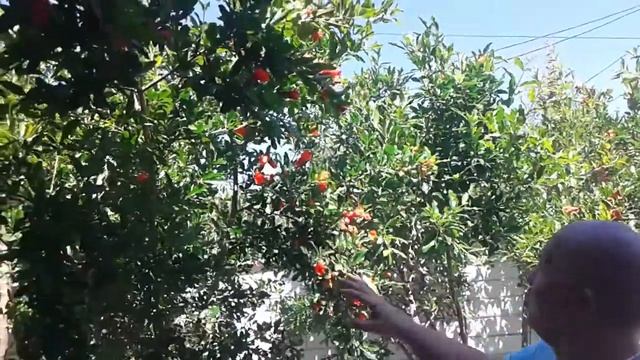 Как в Судаке растет гранат смотреть онлайн