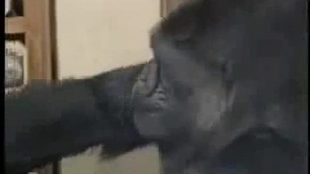 Прикольная горилла Смешные звери и животные июнь 2016 HD смотреть онлайн