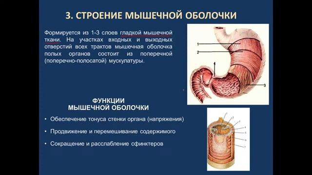 Введение в спланхнологию. Потоки В, Д. 15.11.21 - 14:15 смотреть онлайн