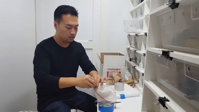 Ball Python - Packaging and shipping смотреть онлайн