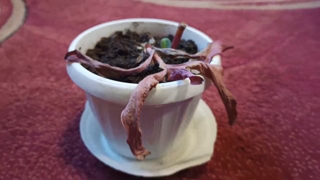 Комнатные цветы. Произошло чудо! Сеткреазия дала росток из черенка смотреть онлайн