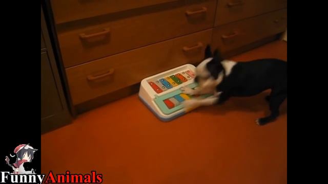 Funniest Boston Terrier Videos Compilation 2017 - Funny Dogs Video