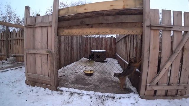 ПОЛКАН ЧУВСТВУЕТ СЕБЯ ХОРОШО И ОТПРАВЛЯЕТСЯ В ПРИЮТ смотреть онлайн