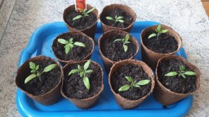 Пикировка томатов ?в апреле! Первый опыт!