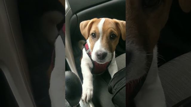 скуляка смотреть онлайн