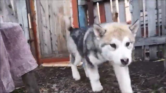 Девочка маламута=1 смотреть онлайн
