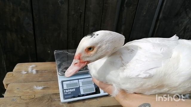 Взвешивание белых индоутят в 3 месяца. Испорченное перо и отставание в росте. смотреть онлайн