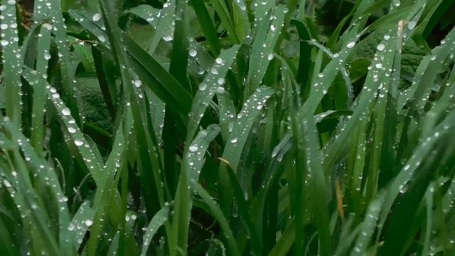 Звуки природы. Ветер Дождик и Трава. Sound of nature. The wind the Rain and the Grass смотреть онлайн