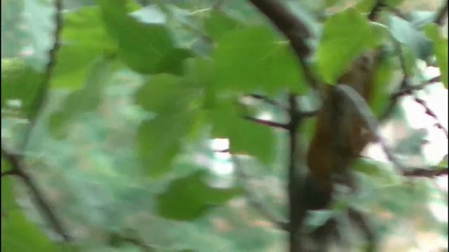 15_09_2015_БЫТХА_СОЧИ_БЕЛКИ ТОЖЕ ИНЖИР ЛЮБЯТ.mp4 смотреть онлайн