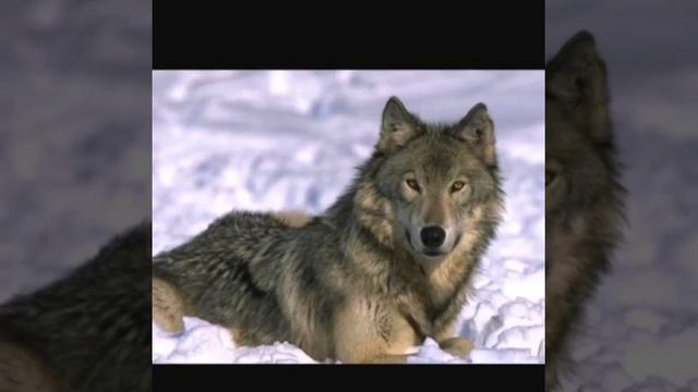 Собаки и волки смотреть онлайн