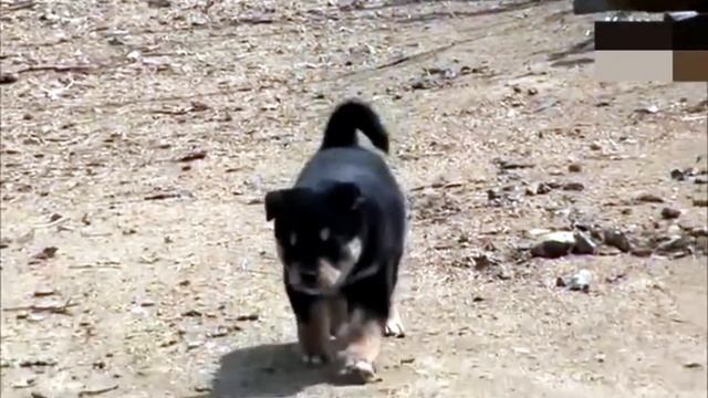 Курица воспитала щенка и считала его своим цыпленком. смотреть онлайн