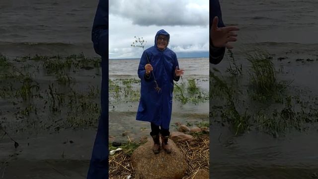 Гадание на ромашке смотреть онлайн