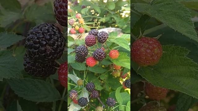 #ягодычёрноймалины#июль. Поспела долгожданная чёрная малина в нашем саду??? смотреть онлайн