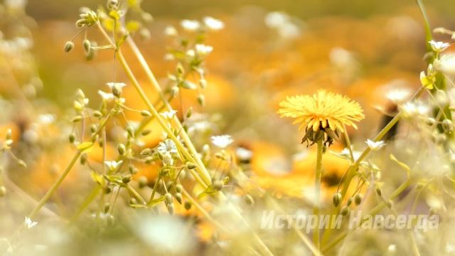Горничная приютила маленькую бродяжку. А едва взглянув на нее, хозяин увидел свою точную копию… смотреть онлайн