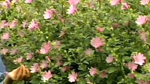 Lavatera or Hollyhock? смотреть онлайн