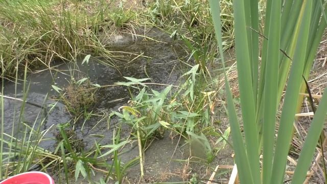 Вьюн и не только: наловил сачком рыбы и зарыбил пруд - 6 часть! смотреть онлайн