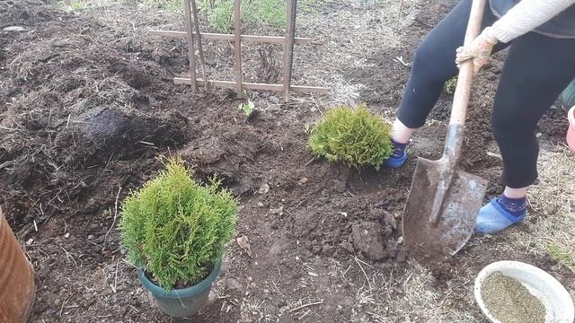События за неделю, Прививки козам. Гуси. Туи на месте. смотреть онлайн