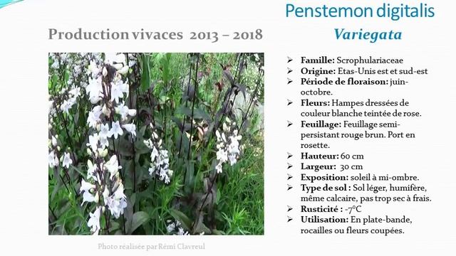 Jardinage: Penstemon digitalis ‘Husker Red’: Plante vivace смотреть онлайн