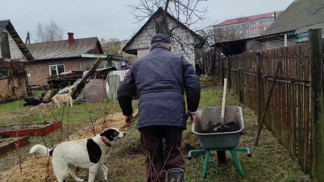 Посадили абрикос. Дегустация берёзового сока с собственных берёз. День удался! смотреть онлайн