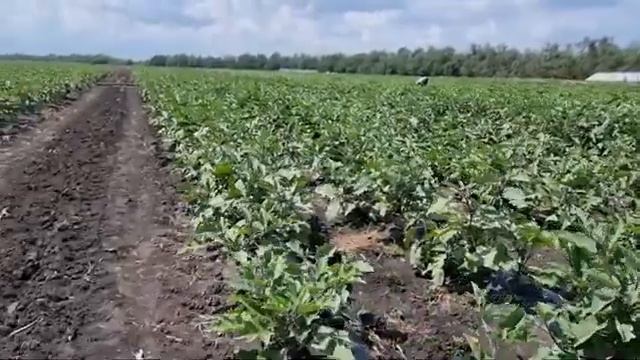 Баклажан Эпик F1 смотреть онлайн