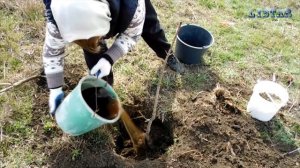 Каштан как сажать сажаем выращивать посадить каштан уход за каштаном огород сад розарий цветник