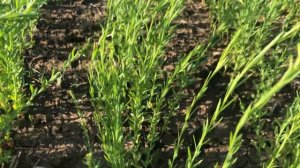 Лён масличный. Весна 2022