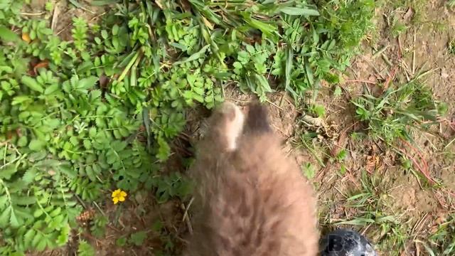 ДОГОНЯЛКИ С РЫСЯТАМИ смотреть онлайн