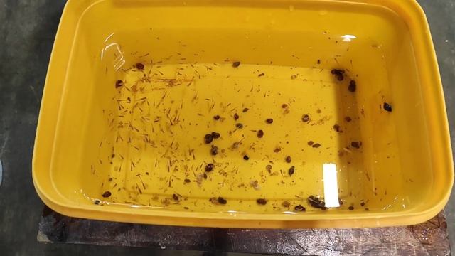 1680 неонов в один аквариум смотреть онлайн