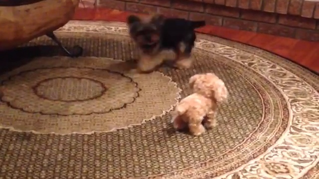 Щенок и заводная игрушка смотреть онлайн