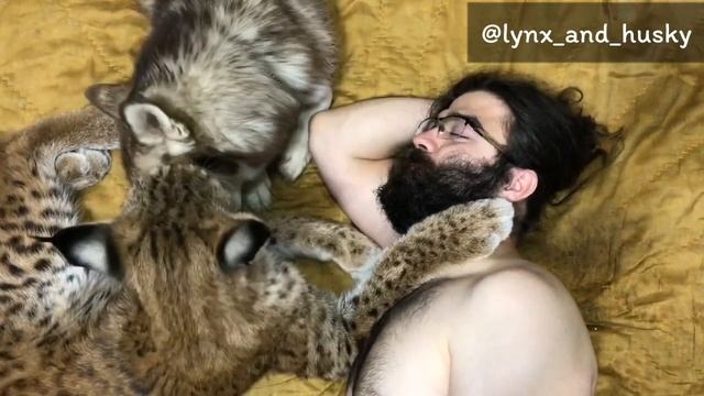 Mlem from the pet lynx - Лизь от домашней рыси смотреть онлайн