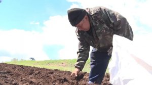 Башкирский картофель жук не берет!?