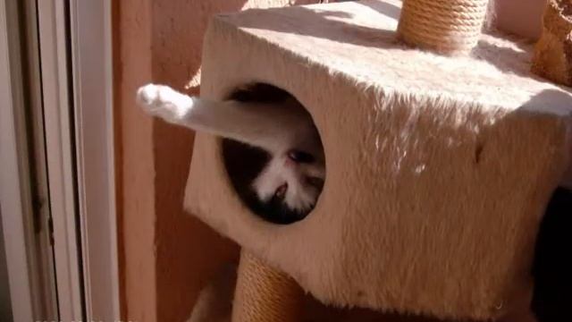 Pet Shop Boys- I Want a dog смотреть онлайн