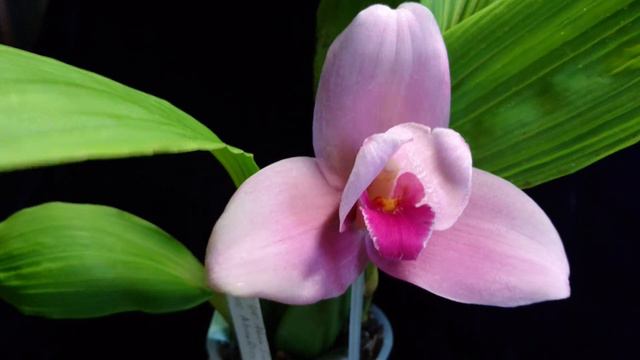 One of my Lycaste orchids, which was bought as Abou Sunset смотреть онлайн