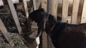 Содержание нубийских коз зимой.