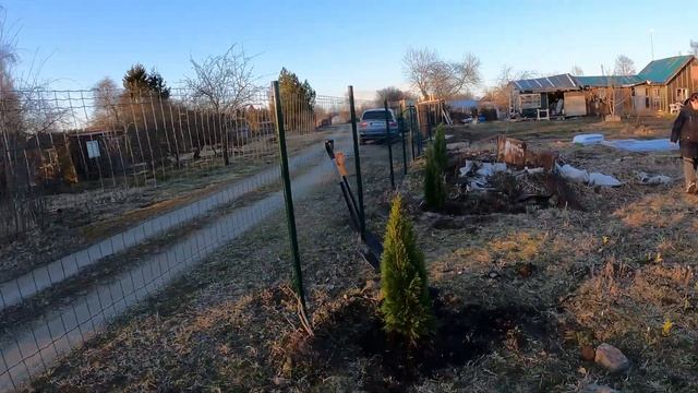 Посадили туи на даче. Как сажать туи!