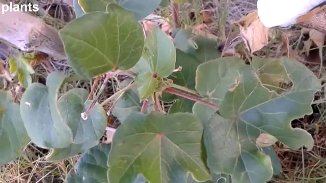 قطن المرتفعات او القطن المكسيكي Gossypium hirsutum смотреть онлайн