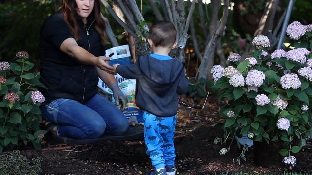 Planting Invincibelle Ruby Hydrangea ???// Garden Answer