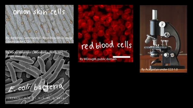 Cells And Organisms | Middle School Biology | Khan Academy